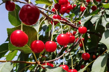 Ağaçta olgun kiraz. Yazın böğürtlen topluyorum. Doğal gıda, eko-çiftlik..