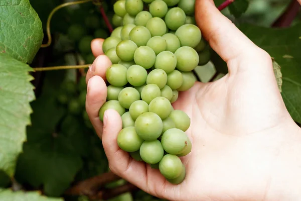 Çiftçinin elinde olgunlaşmış yeşil üzümler. Şarap yapımı, bahçıvanlık. — Stok fotoğraf