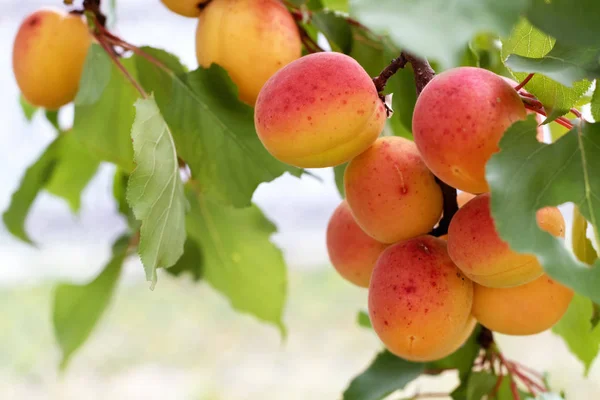 Kayısı hasadı. Dalda kayısılar.