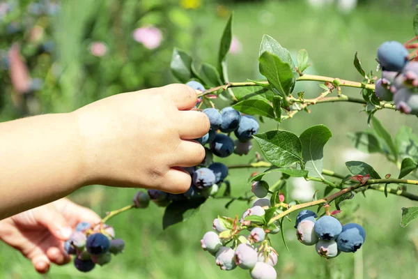 Yaban mersinleri çalılıklarda olgunlaşır. Yaz ve sonbaharda böğürtlen topluyorum. Bebek yabanmersini topluyor. — Stok fotoğraf