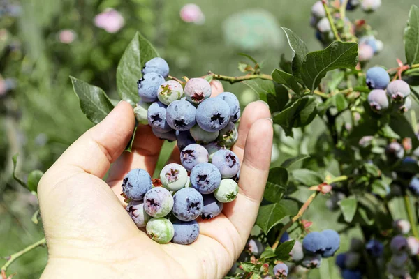 Yaban mersinleri çalılıklarda olgunlaşır. Yaz ve sonbaharda böğürtlen topluyorum. Kadın yabanmersini topluyor..