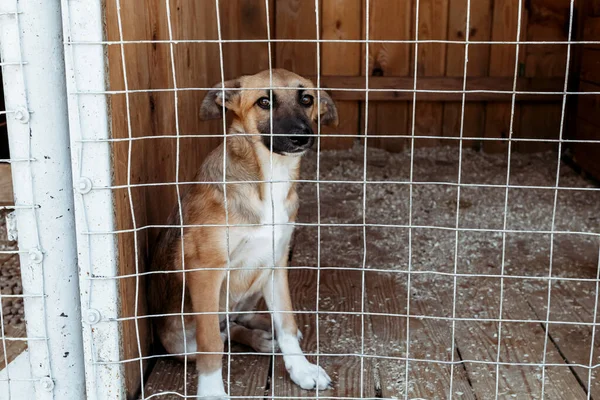 Cães Conceito Protecção Dos Direitos Dos Animais Lugar Para Texto — Fotografia de Stock