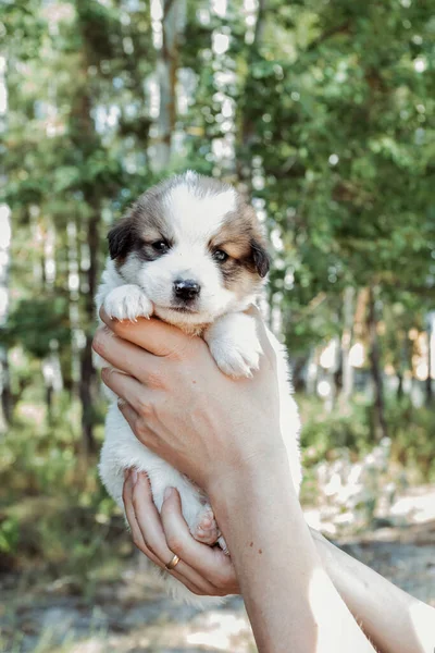 Cute Puppy Female Hands — Stock Photo, Image
