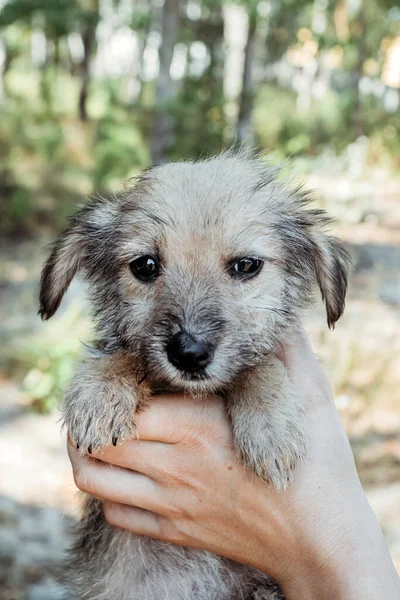 Cute Little Puppy Hands Girl — Stock Photo, Image