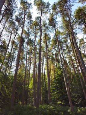 Üzerinde mavi gökyüzü olan bir İngiliz ormanındaki uzun çam ağaçlarının fotoğrafı. İnsansız gerçek orman manzarası. Bloglar, eko projeleri, tasarım arkaplanları veya doğa tabanlı içerik için ideal.