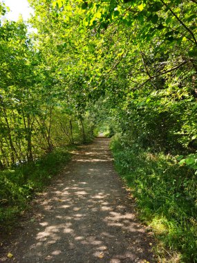 İngiltere 'de yeşil ağaçlar ve benekli güneş ışığı olan gölgeli bir orman yolunun fotoğrafı. İnsanlar ya da binalar yok. Bloglar, doğa geçmişi, yürüyen içerik veya refah temalı tasarım için harika.