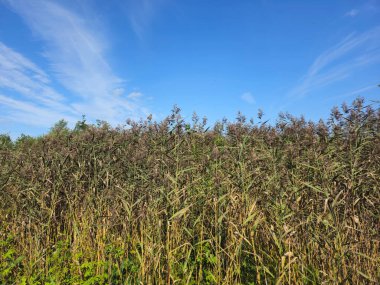 İngiltere 'de Mavi Gök ve Uzun Çimen ile Reed Yatağı