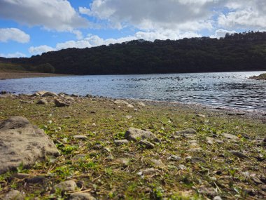 Su kenarına yakın taşlar ve otlarla kaplı yer seviyesi göl manzarası, gölde büyük bir kuş grubu ve arkada da koyu ağaçla kaplı tepeler. Doğa, seyahat ya da açık hava tasarımları için ideal.
