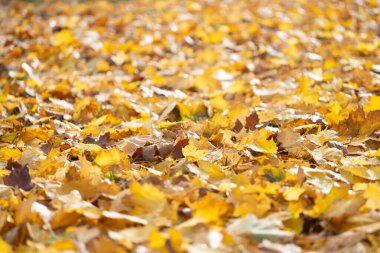 Renkli sonbahar yapraklarıyla kaplı bir zemin, sarı, turuncu ve kahverengi renklerin karışımını sergiliyor, mevsimsel dönüşümün özünü ve doğanın güzelliğini yakalıyor.