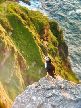 Norveç kıyısındaki kayalıklara tünemiş bir martı..