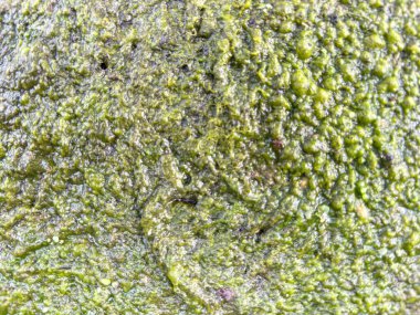 Canlı Yeşil Yosun dokusu Arkaplanı