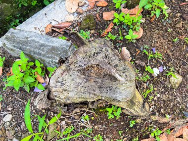 Bahçe Topraklarındaki Yaşlı Ağaç Damlası