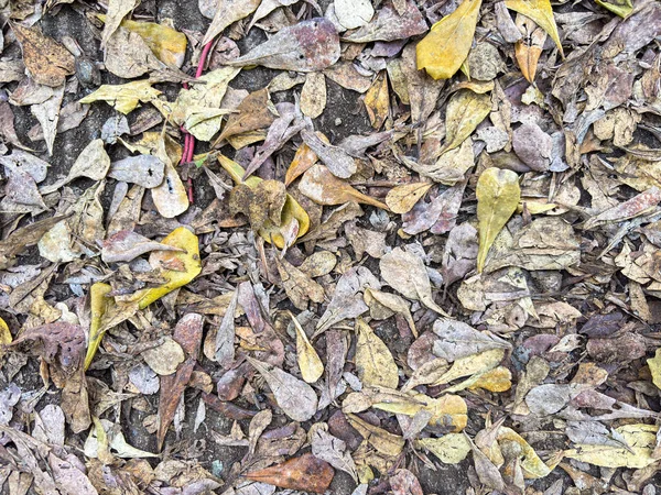 Sonbahar Yaprakları Arkaplanı