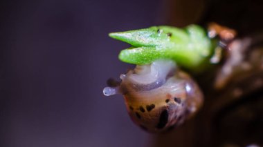 Yeşil yapraklı küçük salyangoz Achatina