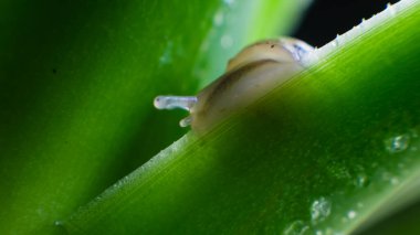 Yeşil yapraklı küçük salyangoz Achatina