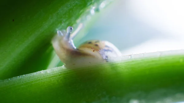 Little Snail Achatina Green Lush Leaf — Stock Photo, Image