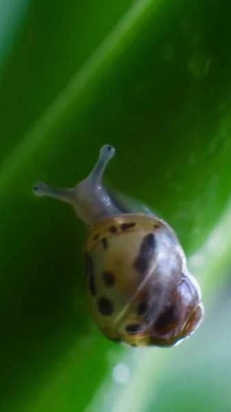 在绿叶上的小蜗牛Achatina — 图库照片