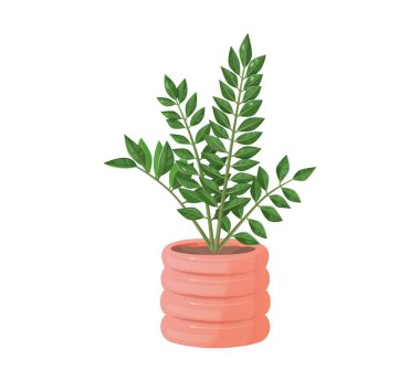 Mercan ekicisindeki Zamioculcas bitkisi, vektör çizimi, iç ve botanik projeleri için izole edilmiş..