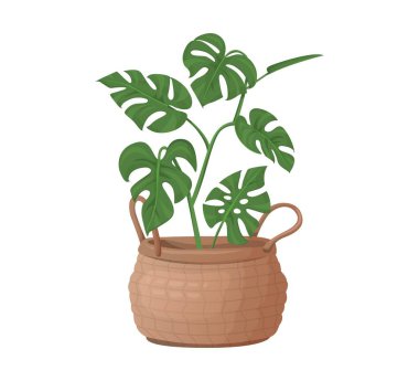 Monstera deliciosa dokuma sepetinde, vektör çiziminde, iç ve boho dekoru için izole edilmiş..