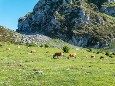 Pastoral dağ Picos de Europa milli park, İspanya, Asturias Yaylası. Dağ çayır üzerinde ineklerin.