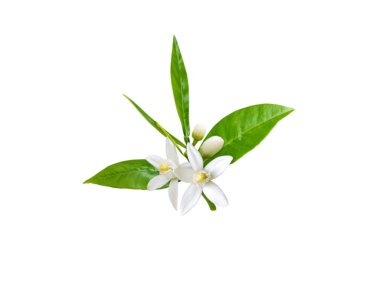 Beyaz güzel kokulu çiçekler, tomurcukları ve üzerinde beyaz izole yaprakları ile portakal ağacı dalı. Neroli çiçeği.