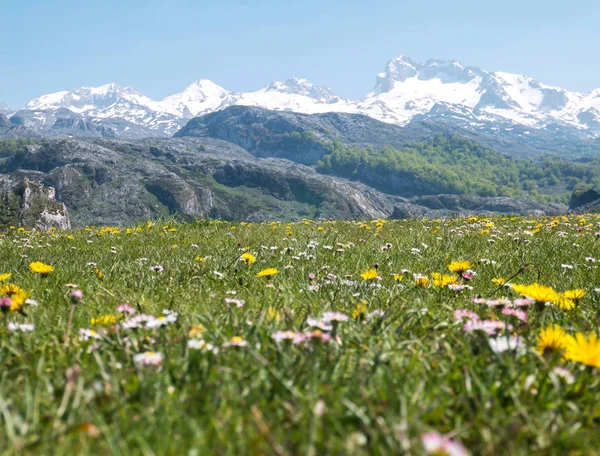 Apline Prairie Montagne Avec Marguerites Pissenlits Fleurs Printanières Montagne Dans — Photo