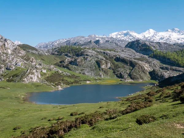 Vista Desde Arriba Lago Montaña Ercina Cerca Covadonga Asturias España — Foto de Stock