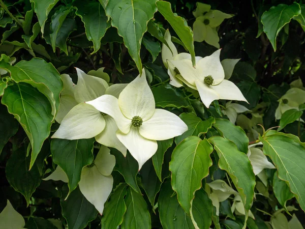 Greenish White Four Petals Dogwood Tree Flowers Leaves Cornus Kousa — Stock Photo, Image