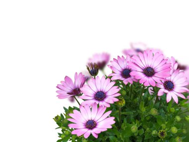 Güller veya osteospermum mavi gözlü pembe çiçek buketi beyaz izole köşe