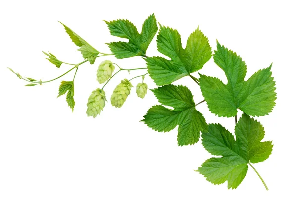 Rama Lúpulo Con Hojas Flores Aisladas Blanco — Foto de Stock