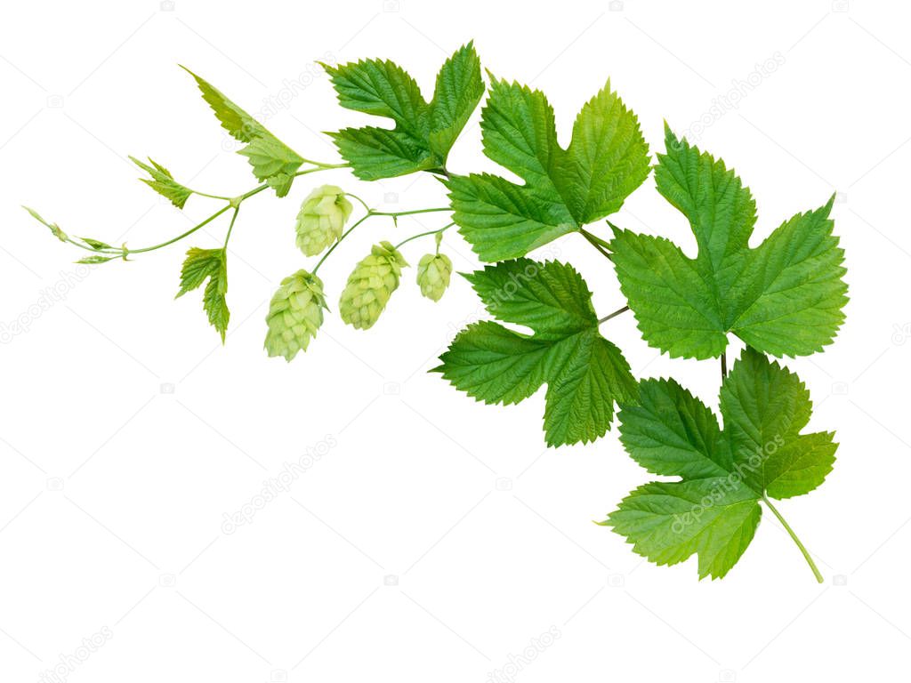 Hop branch with leaves and flowers isolated on white