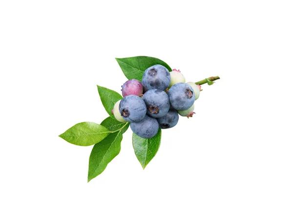 Blueberries Leaves Branch Isolated White Dusky Blue Wax Coating Berries — Stock Photo, Image