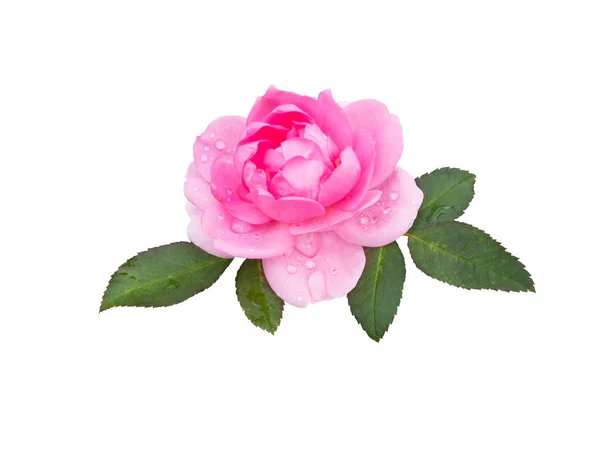 Права Рожева Квітка Троянди Листям Краплями Води Ізольовані Білому — стокове фото
