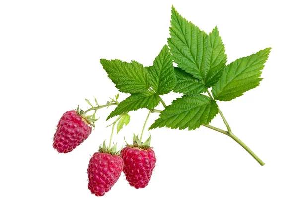 Raspberries Leaves Branch Isolated White Three Dangling Red Berries — Stock Photo, Image