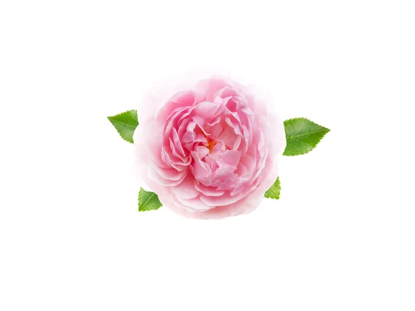 Pink Antique Rose Flower Leaves Isolated White — Stock Photo, Image