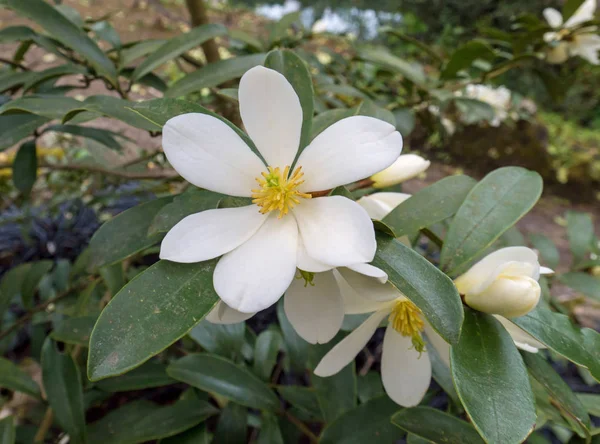 Magnolia Laevifolia Dianica Flowering Plant White Michelia Yunnanensis Fragrant Flowers — Stock Photo, Image