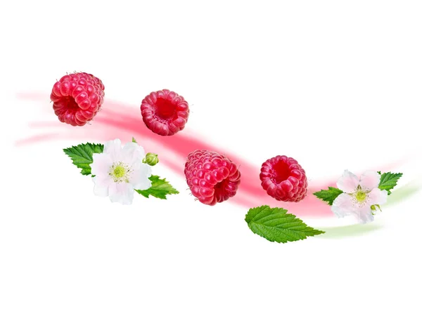 Flying Raspberry Wave Ripe Juicy Red Berries Fresh Leaves White — Stock Photo, Image