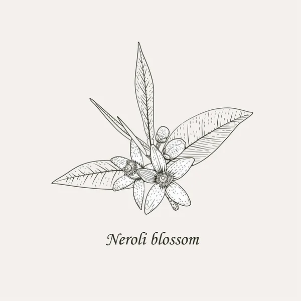 Beyaz güzel kokulu çiçekler, tomurcukları ve yaprakları ile portakal ağacı dalı. Neroli çiçeği siyah beyaz el vektör çizim çizimi. 