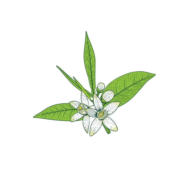 Beyaz Güzel Kokulu Çiçekler Tomurcukları Yaprakları Ile Portakal Ağacı Dalı — Stok Vektör