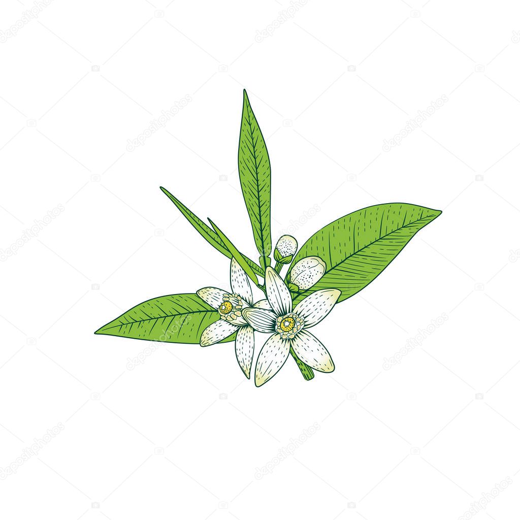 Rama de naranjo con flores blancas fragantes, brotes y hojas. Neroli