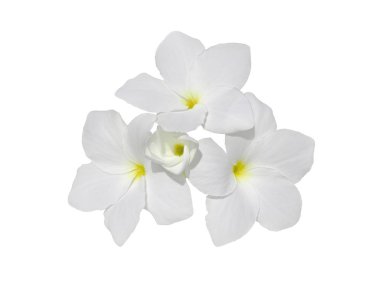 Frangipani kokulu çiçek üzerinde beyaz izole demet. Plumeria çiçeği.