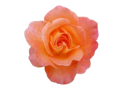 Mercan gül beyaz izole. Yıl 2019 rengini.