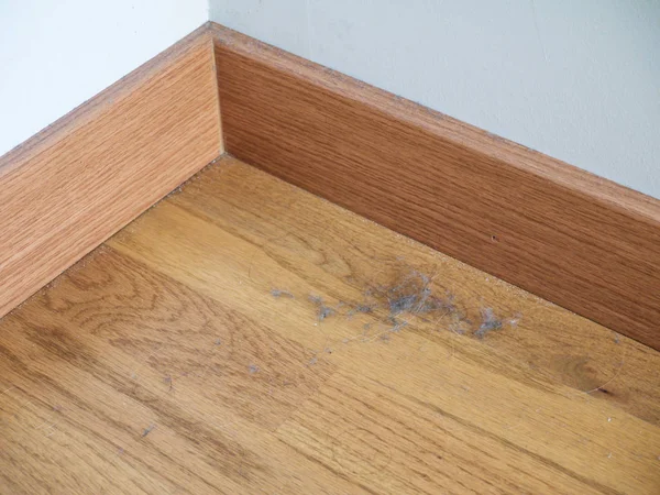 Dust and hairs on the laminate floor in the corner and on baseboard. Dustbunnies.
