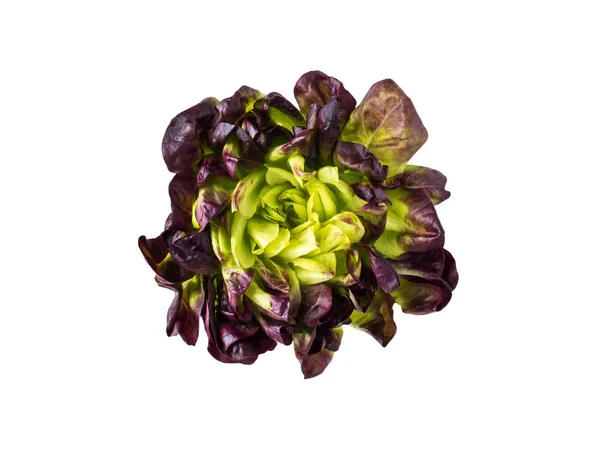 Purple Green Lettuce Salad Rosette Top View Isolated White Red — Stock Photo, Image