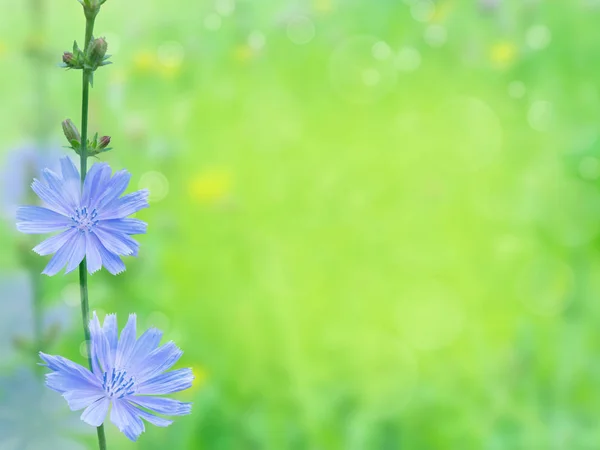 Čekanka Modré Květy Cuccory Větev Pozadí Rozmazané Letní Slunečné Pole — Stock fotografie