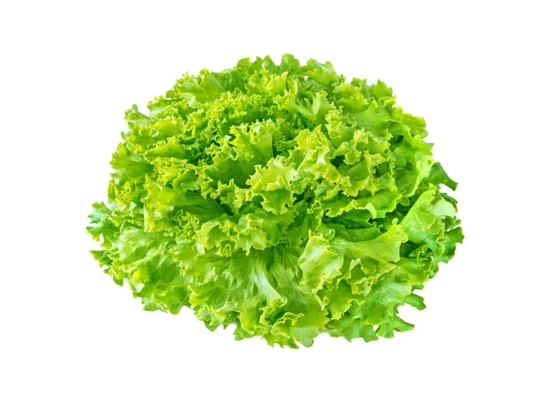 Batavia marul salata rozet beyaz izole. Yeşil yapraklı sebze. 
