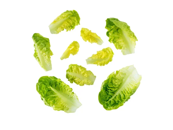 Mini Cos Lettuce Salad Leaves Isolated White Green Leafy Veggie — Stock Photo, Image