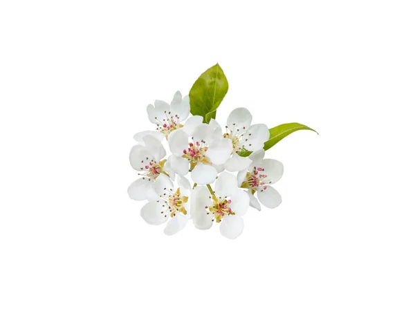Flores Árvore Maçã Com Folhas Isoladas Branco — Fotografia de Stock