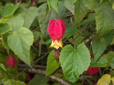 Abutilon megapotamicum veya Callianthe megapotamica bitki kırmızı çiçekli