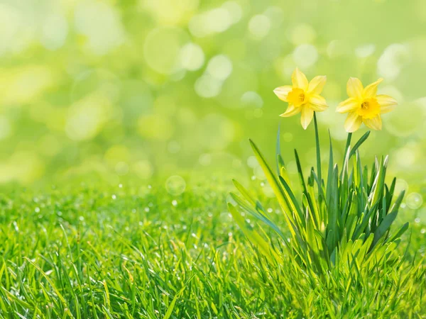 Duas Flores Narciso Amarelo Com Folhas Gramado Grama Verde Fresco — Fotografia de Stock